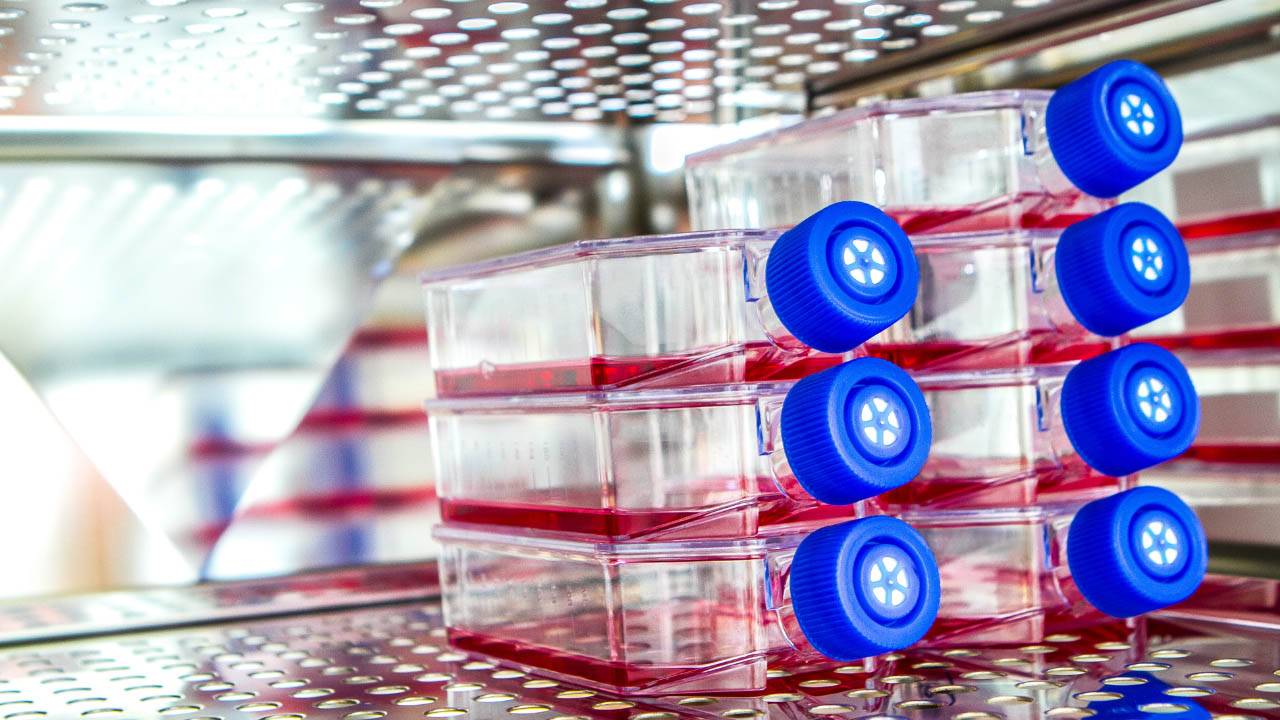 test tubes in a rack
